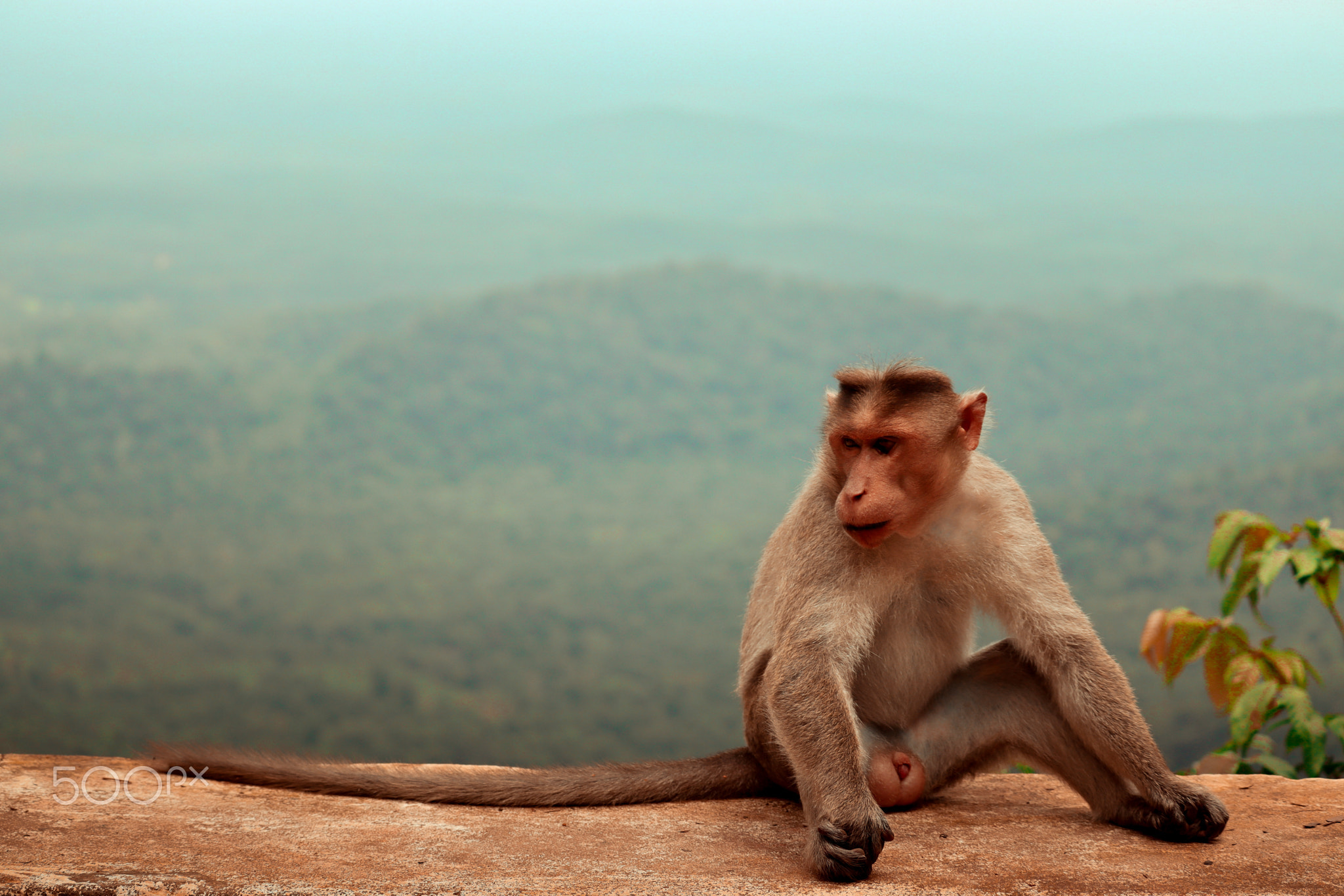 Model Monkey