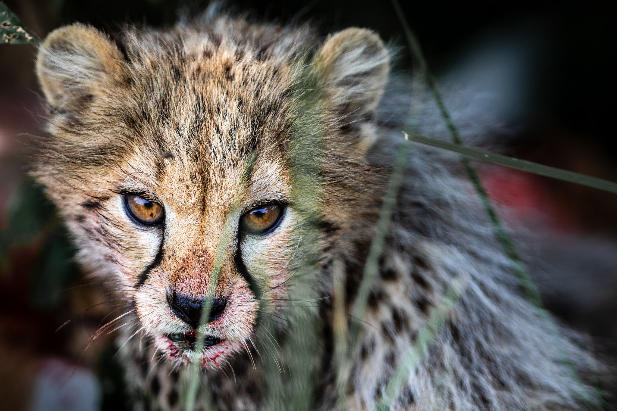 Cheetah cub
