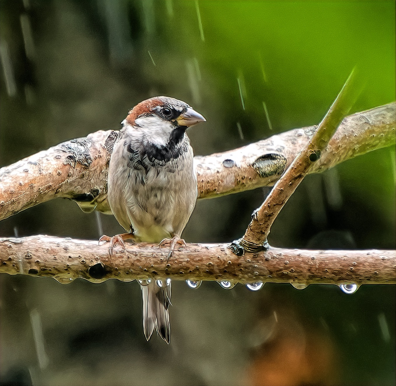 House Sparrow in the Rain