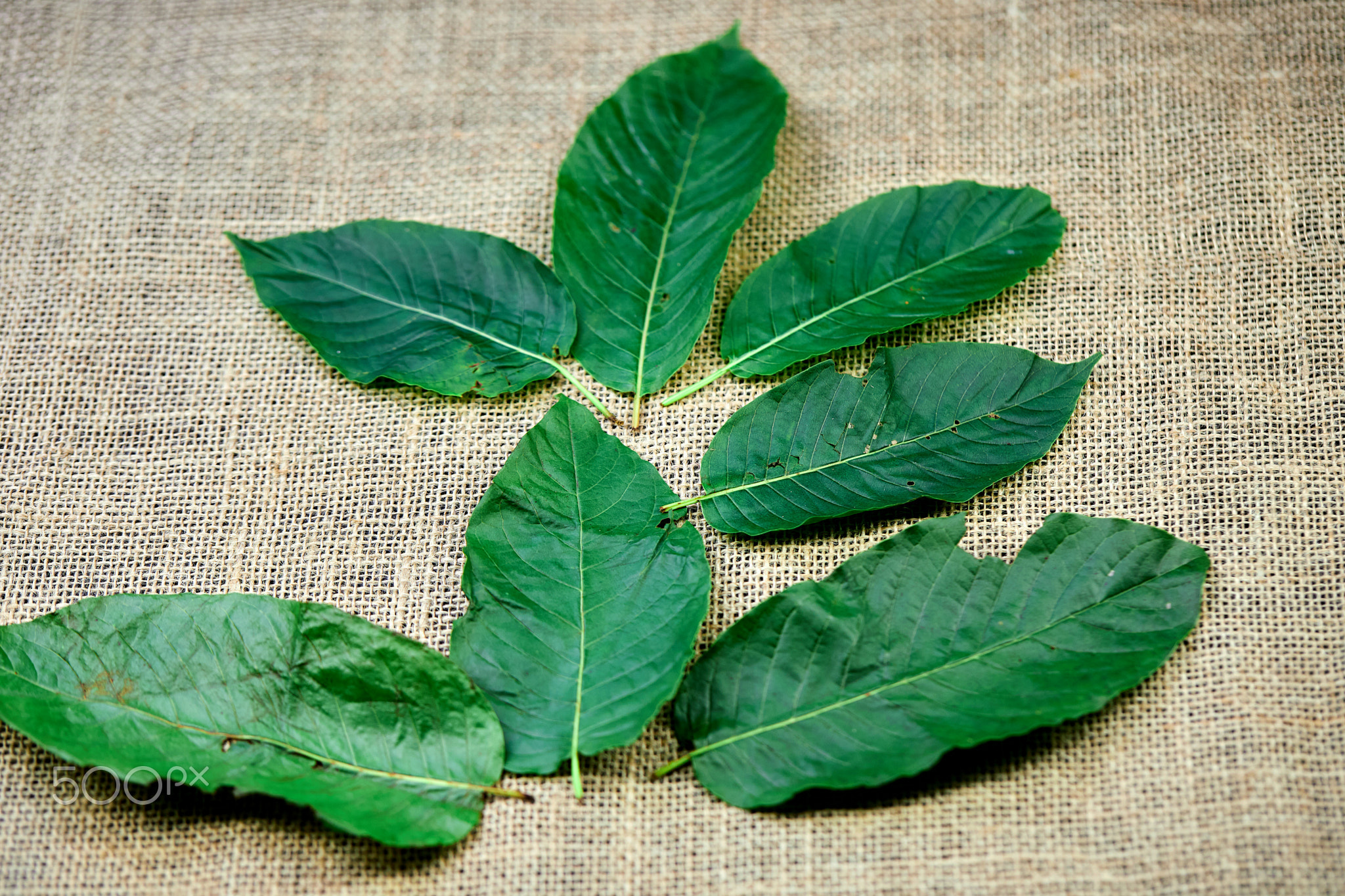 close up Mitragyna speciosa or Kratom leaves on burlap