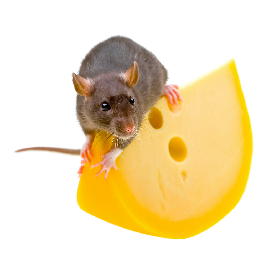 Funny rat and cheese isolated on white by Daniil / 500px