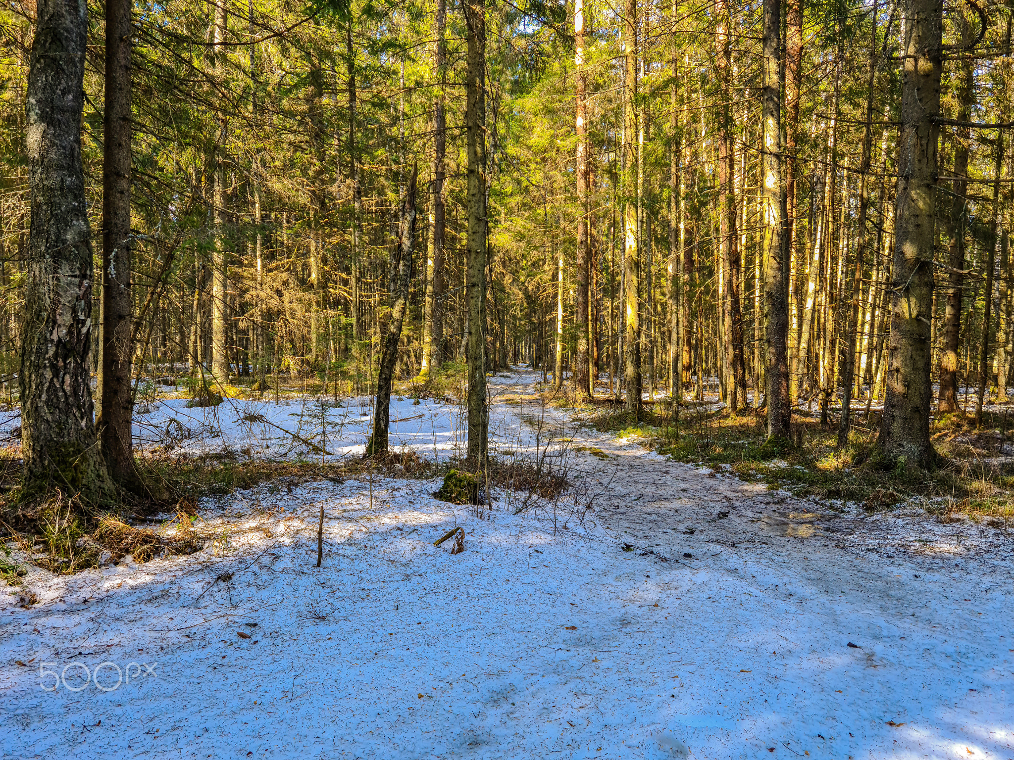 Spring landscape from  of the forest expanses of Russia
