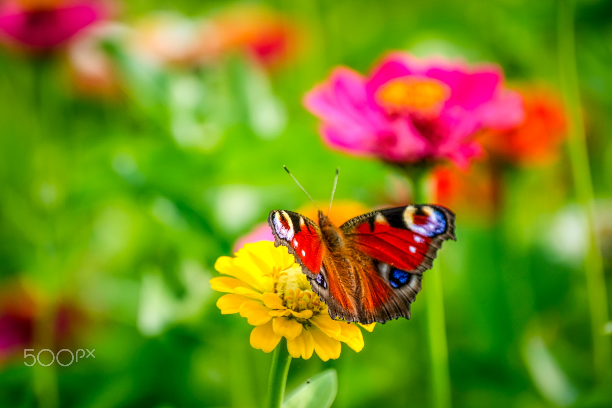 Peacock butterfly on vibrant flowers