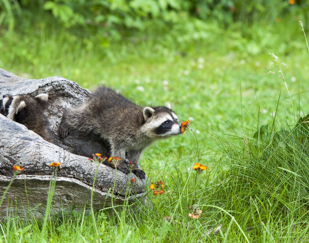 Take Time To Smell The Flowers von Ron Guernsey auf 500px.com