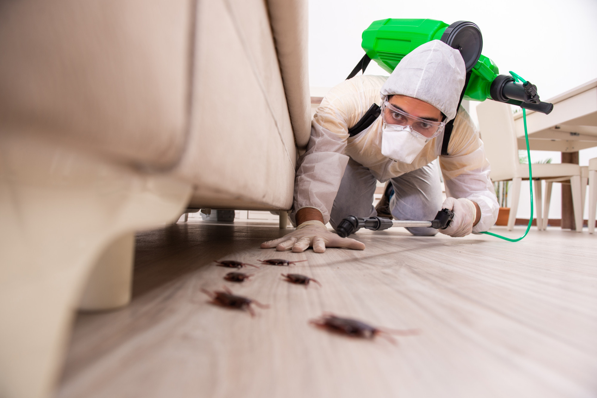 Pest Control & Fumigation Services in Pretoria
