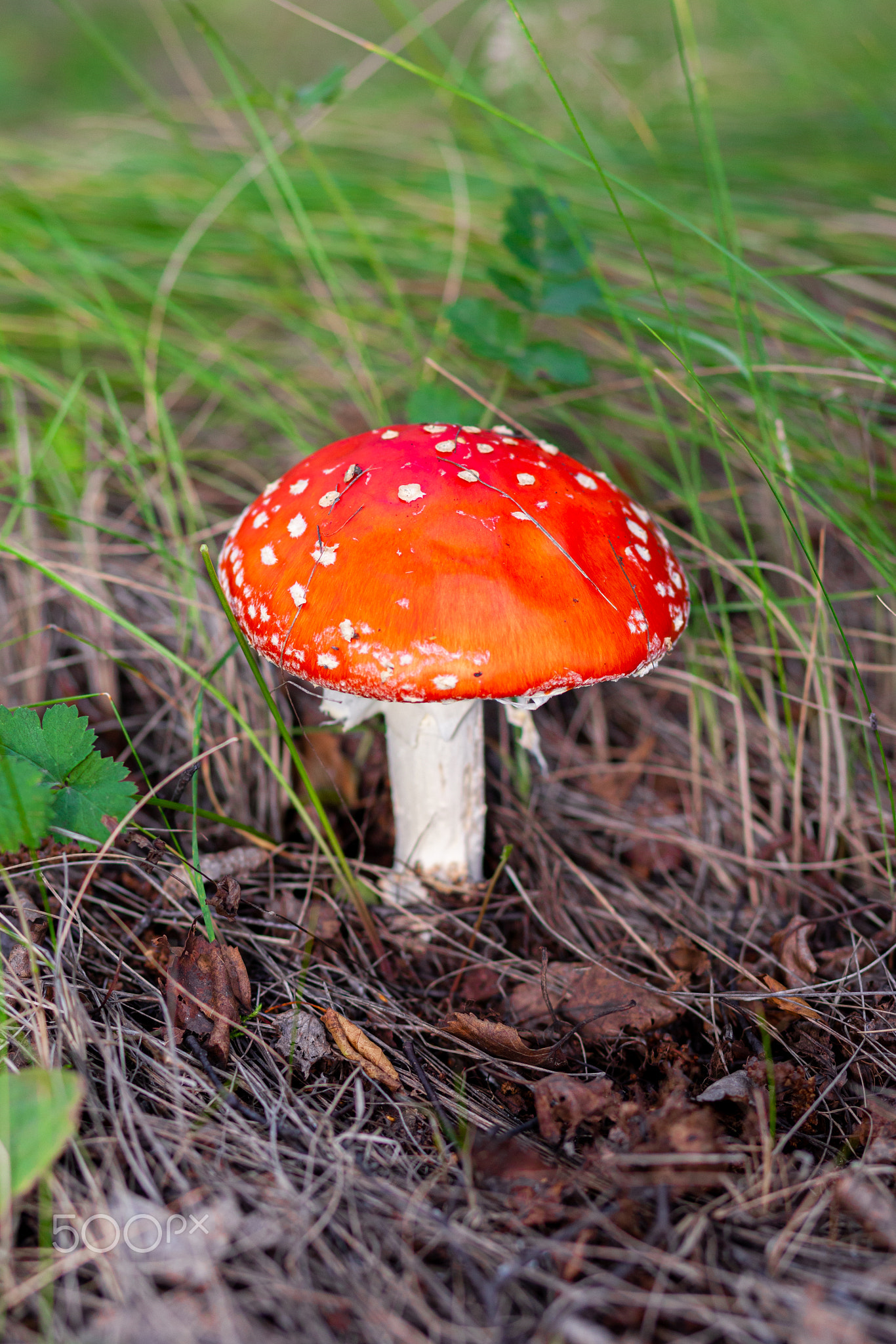 An inedible mushroom is a red fly agaric near a tree close-up.