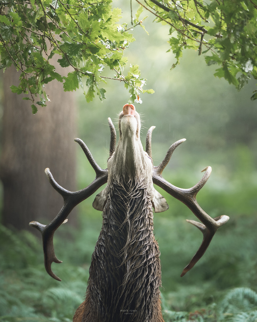 ‘High Tea’ by Mark Rowe on 500px.com