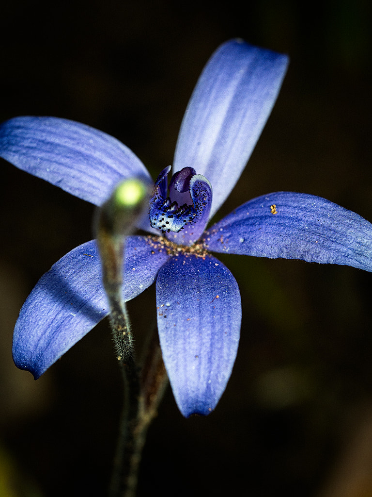 Silky Blue Orchid by Paul Amyes on 500px.com