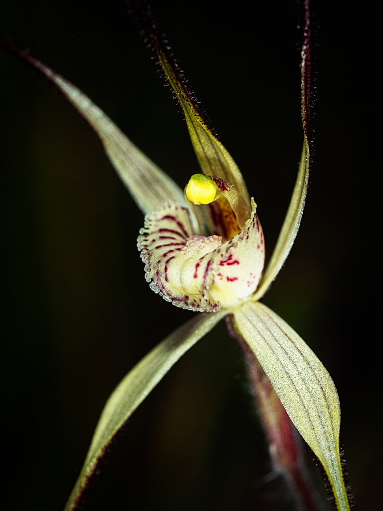 Joseph's Spider Orchid by Paul Amyes on 500px.com