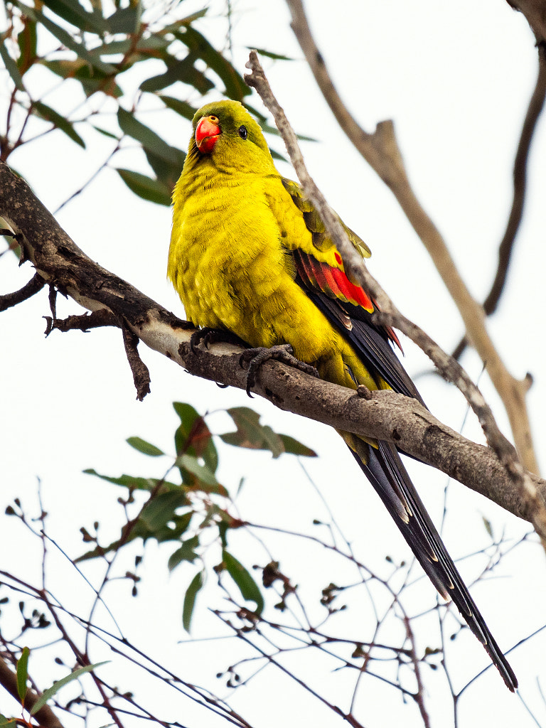 Wookonga by Paul Amyes on 500px.com