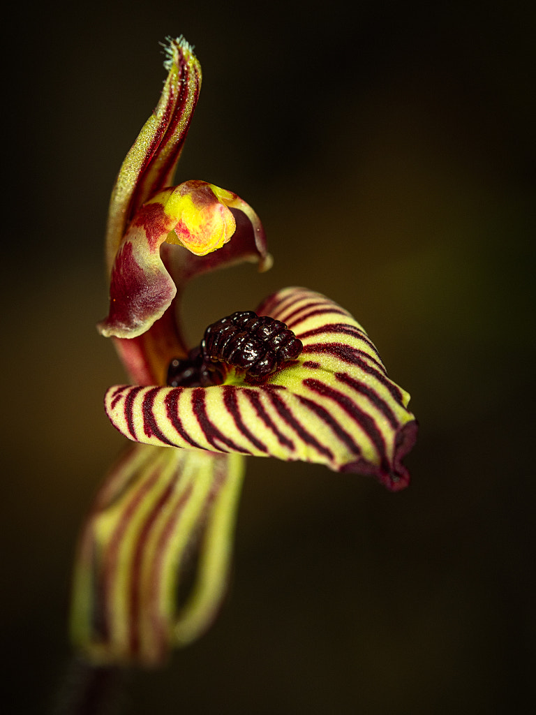 Zebra Orchid by Paul Amyes on 500px.com