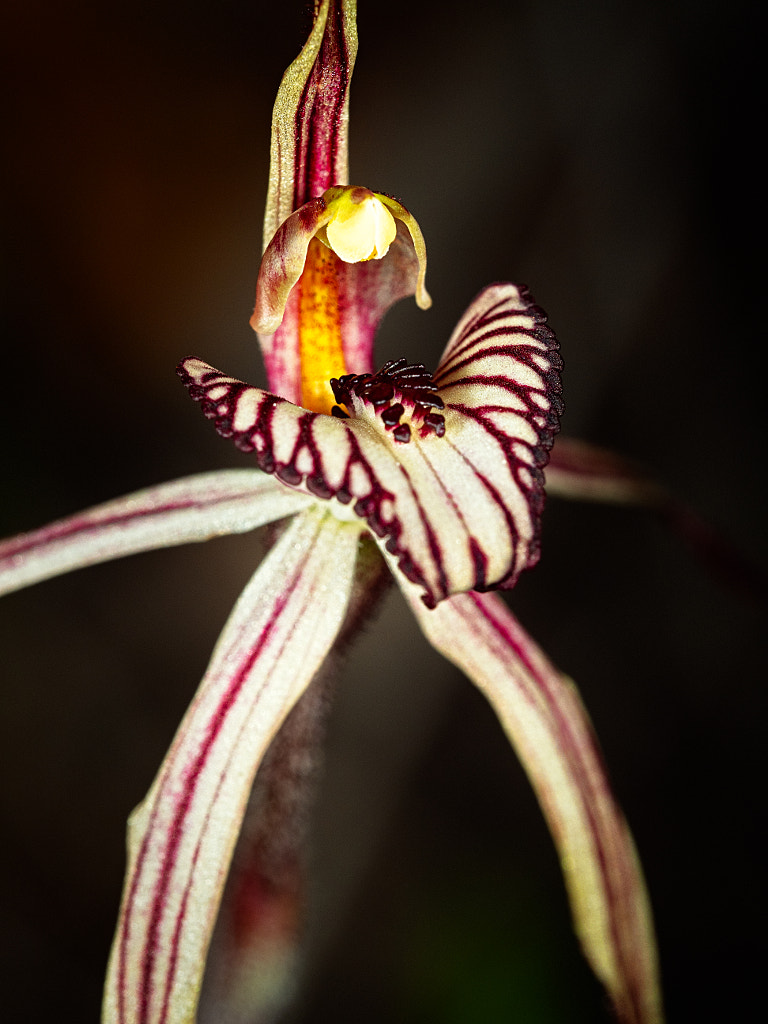 Prisoner Orchid by Paul Amyes on 500px.com