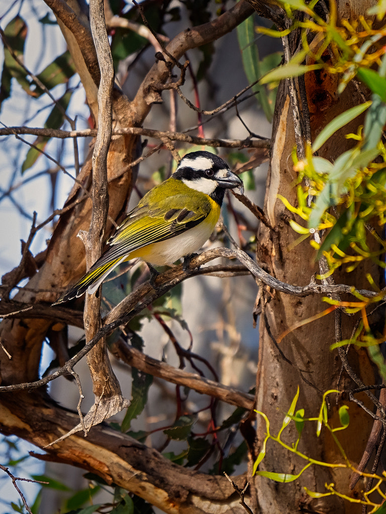 Djoondalkoron by Paul Amyes on 500px.com