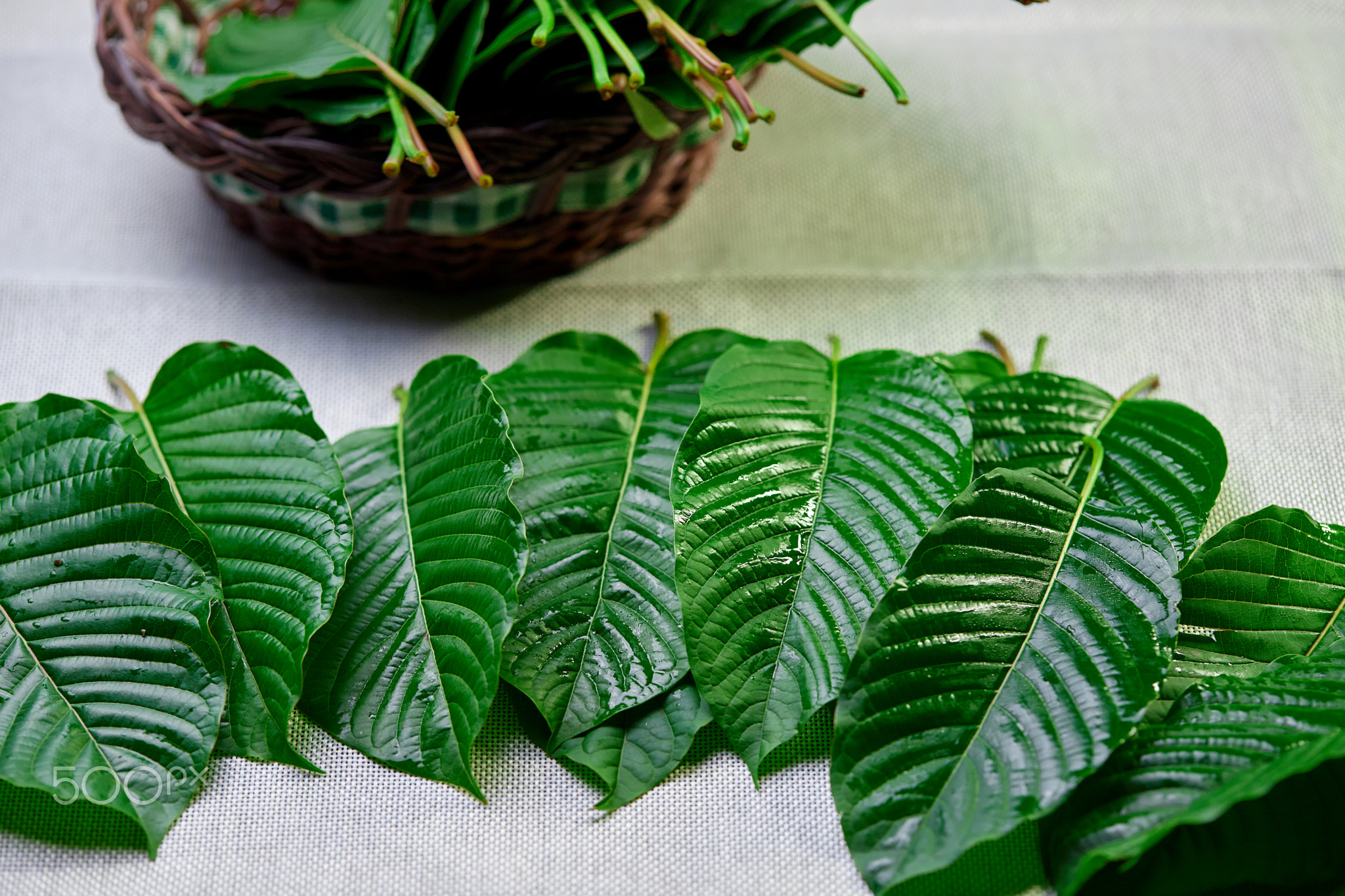 Mitragyna speciosa or Kratom Leaves decoration on table