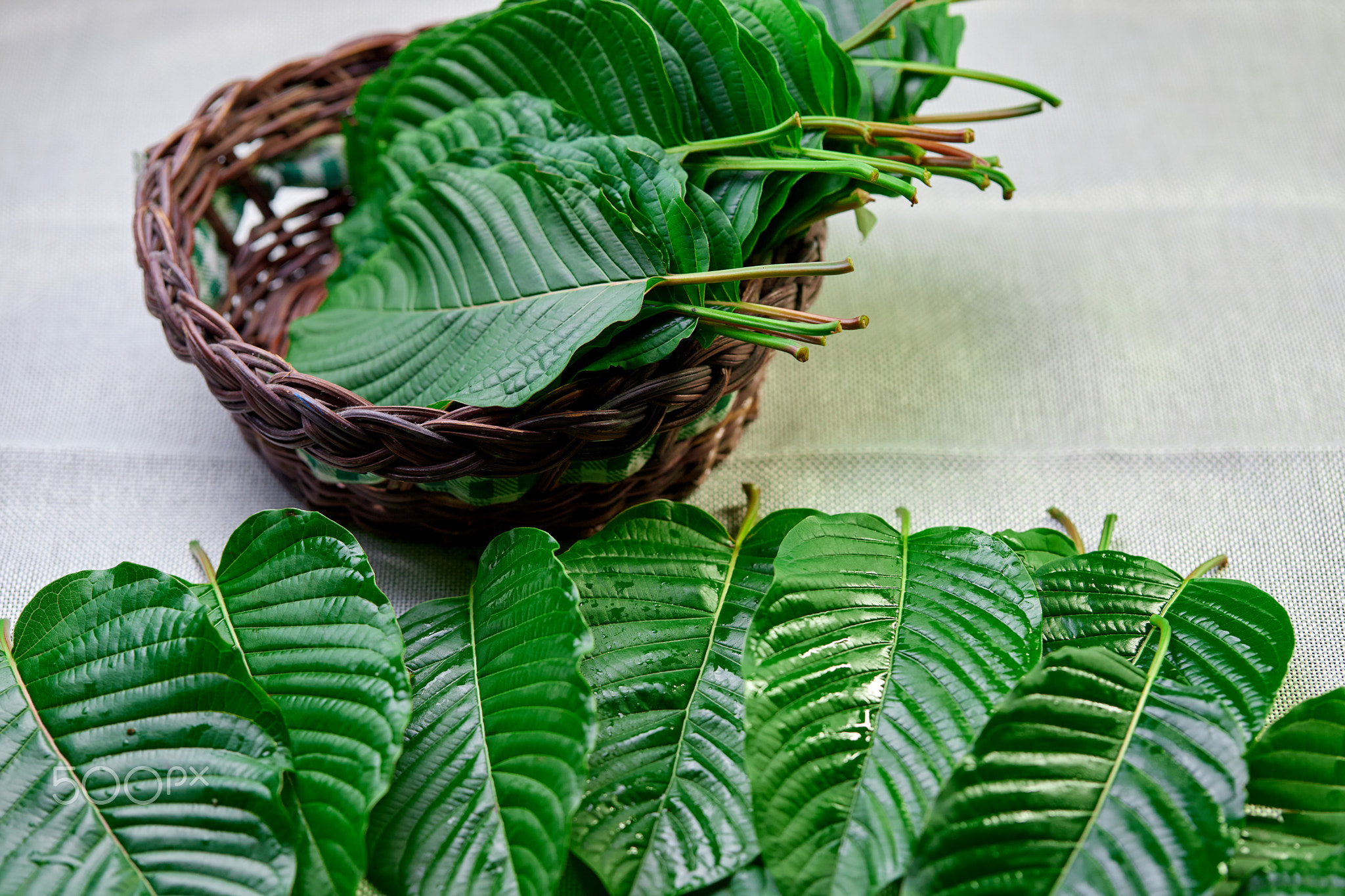 Mitragyna speciosa or Kratom Leaves decoration on table