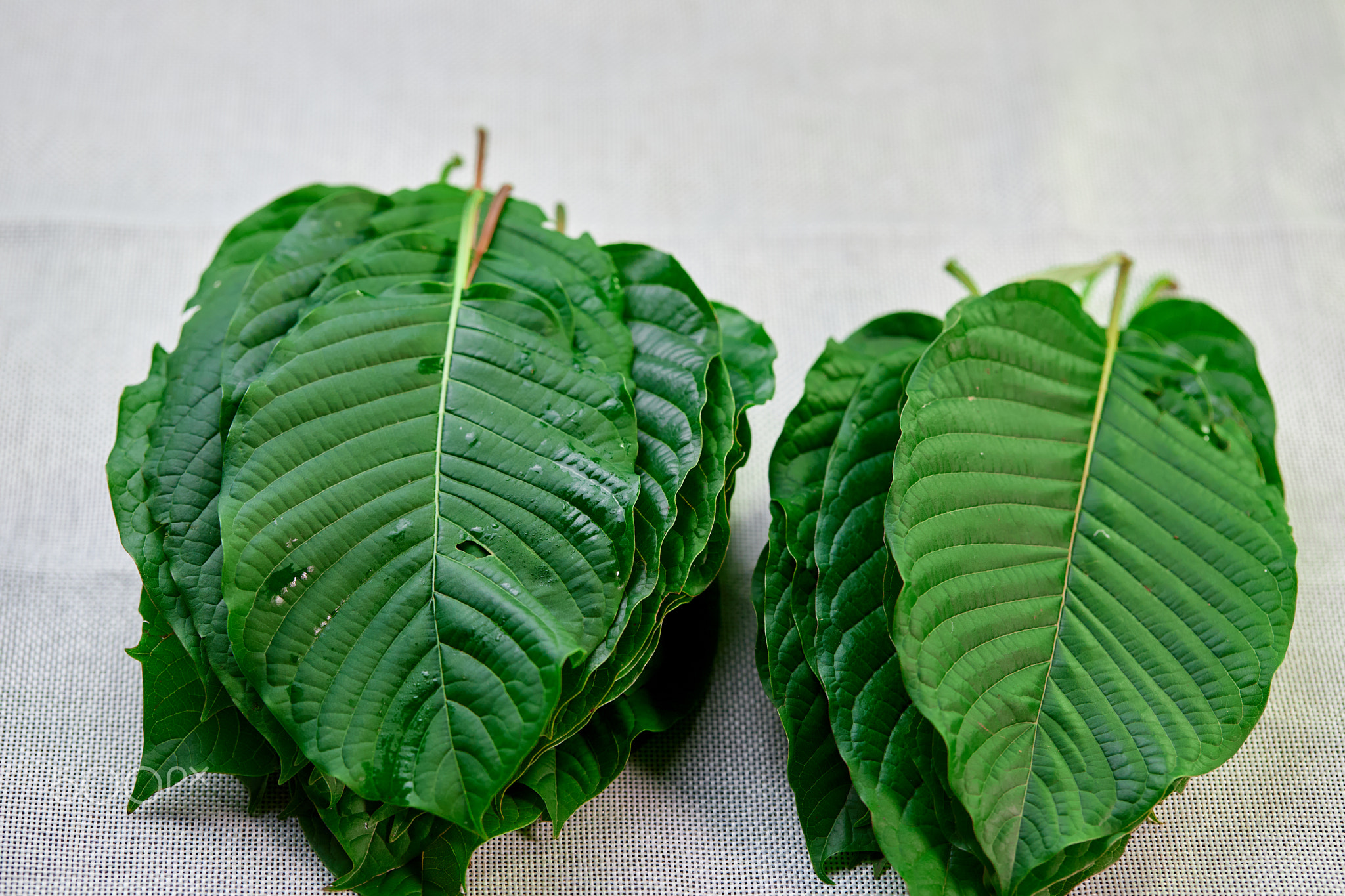 Mitragyna speciosa or Kratom Leaves decoration on table