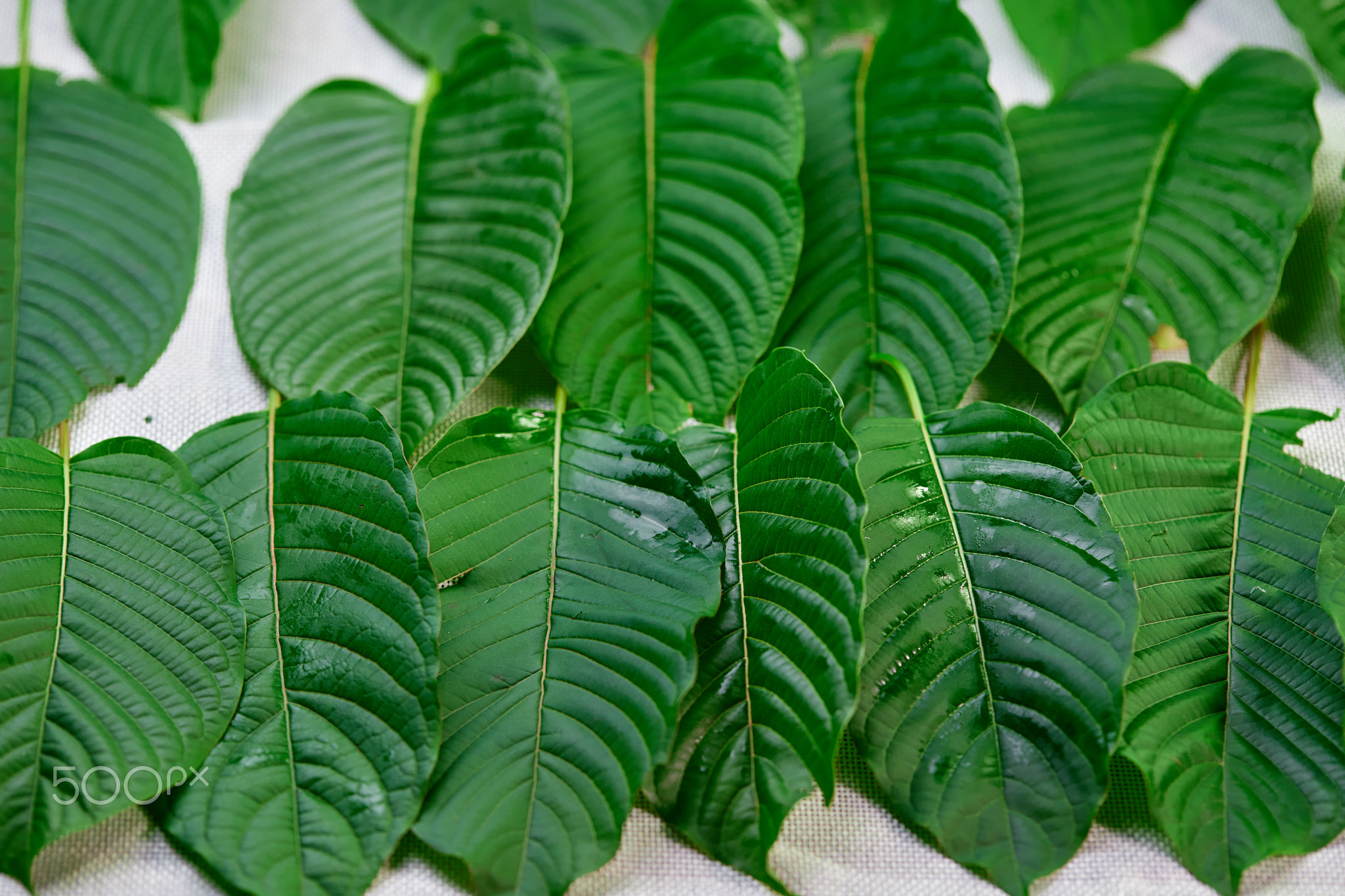 Mitragyna speciosa or Kratom Leaves decoration on table