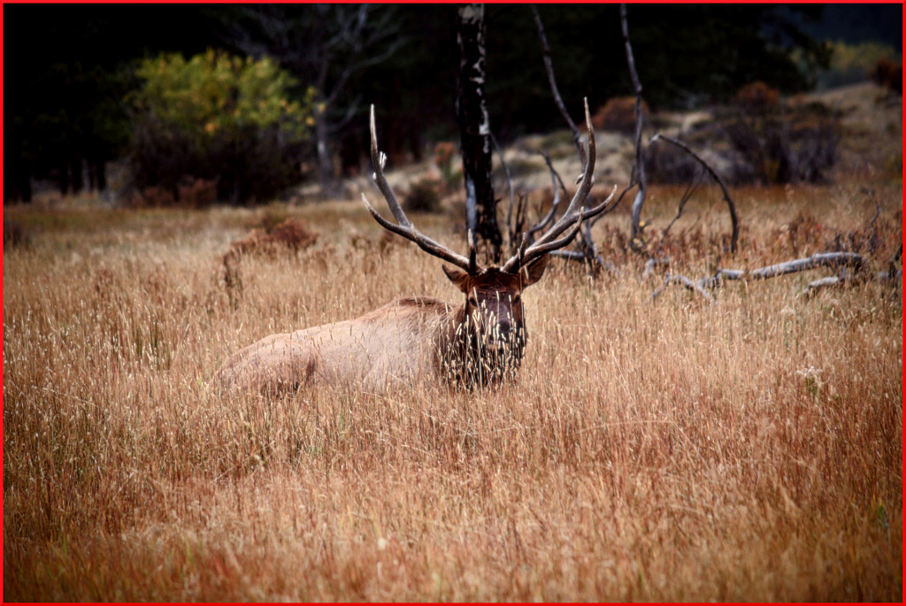 Elk III by Justin B. on 500px.com