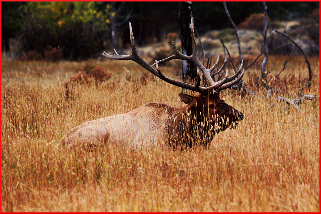 Elk IV by Justin B. on 500px.com
