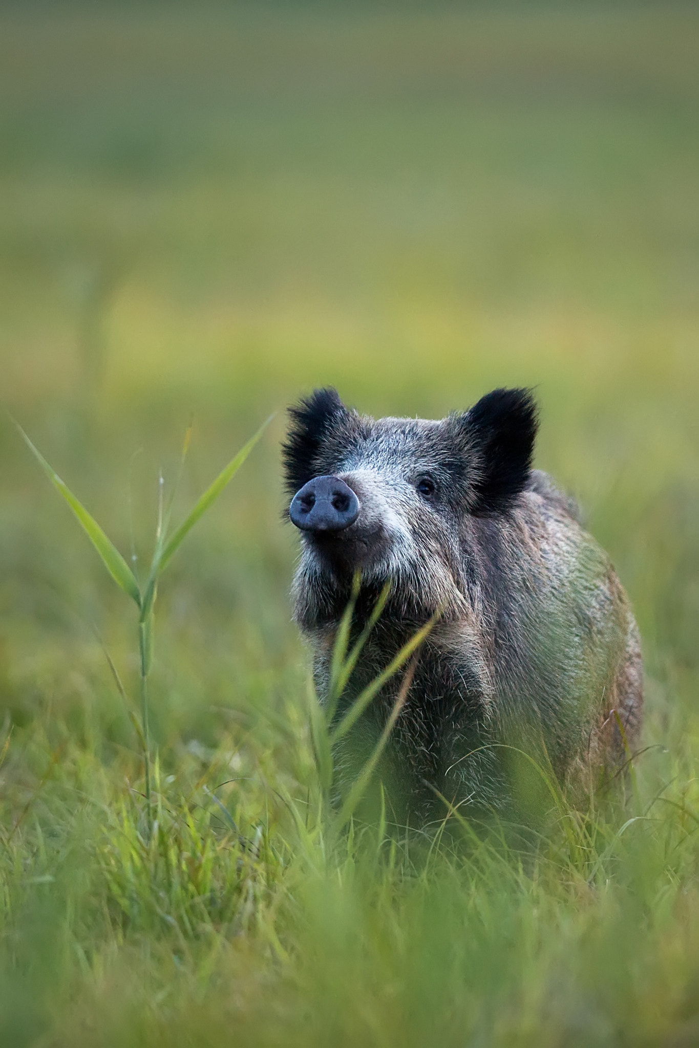 Wild boar in a clearing