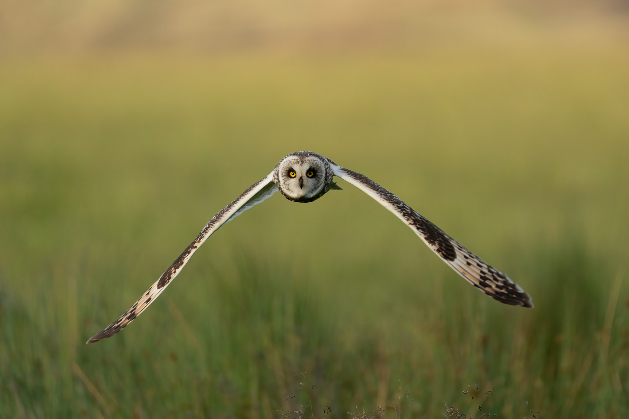 Evening Hunt