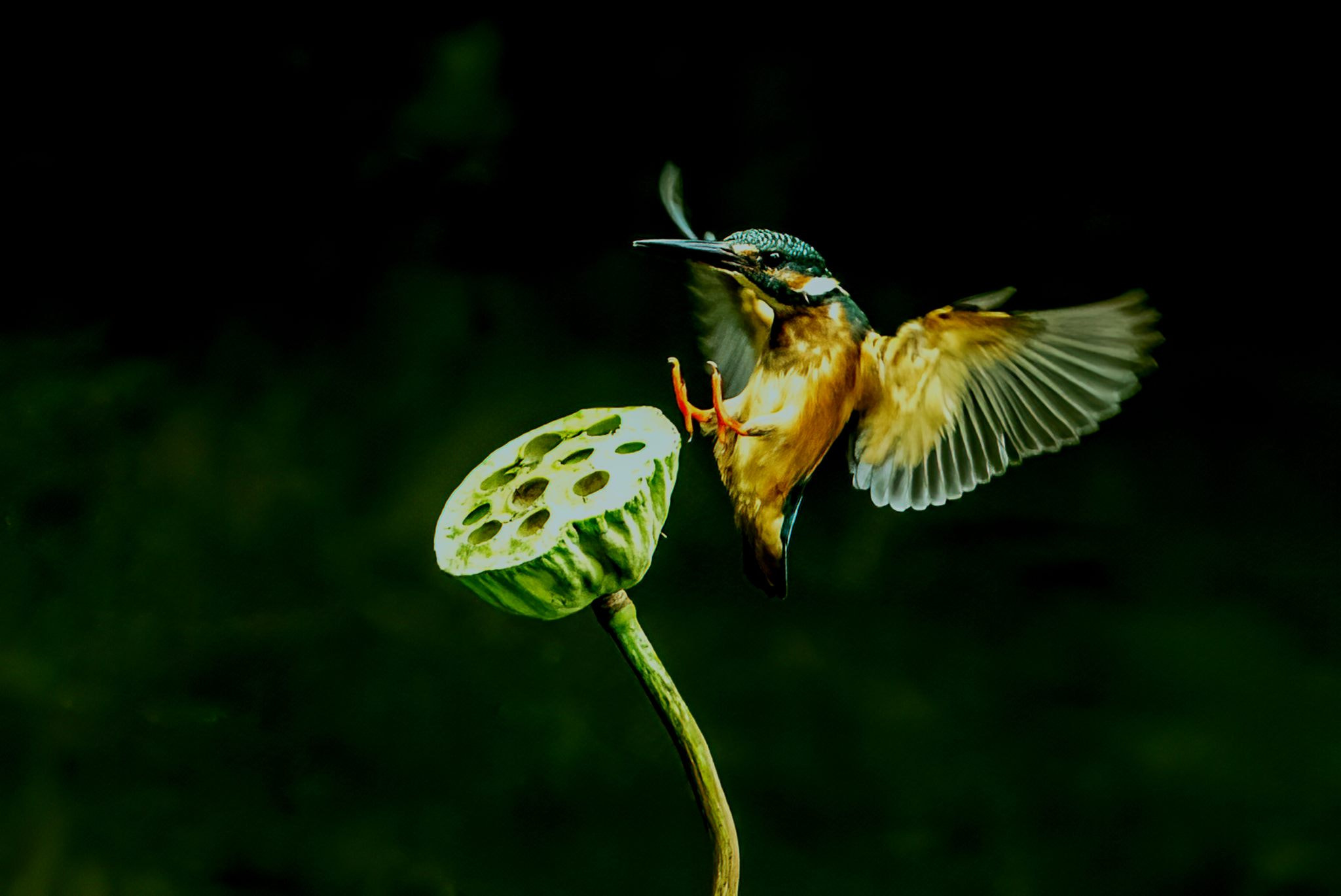 翠鸟将登上莲篷瞬间