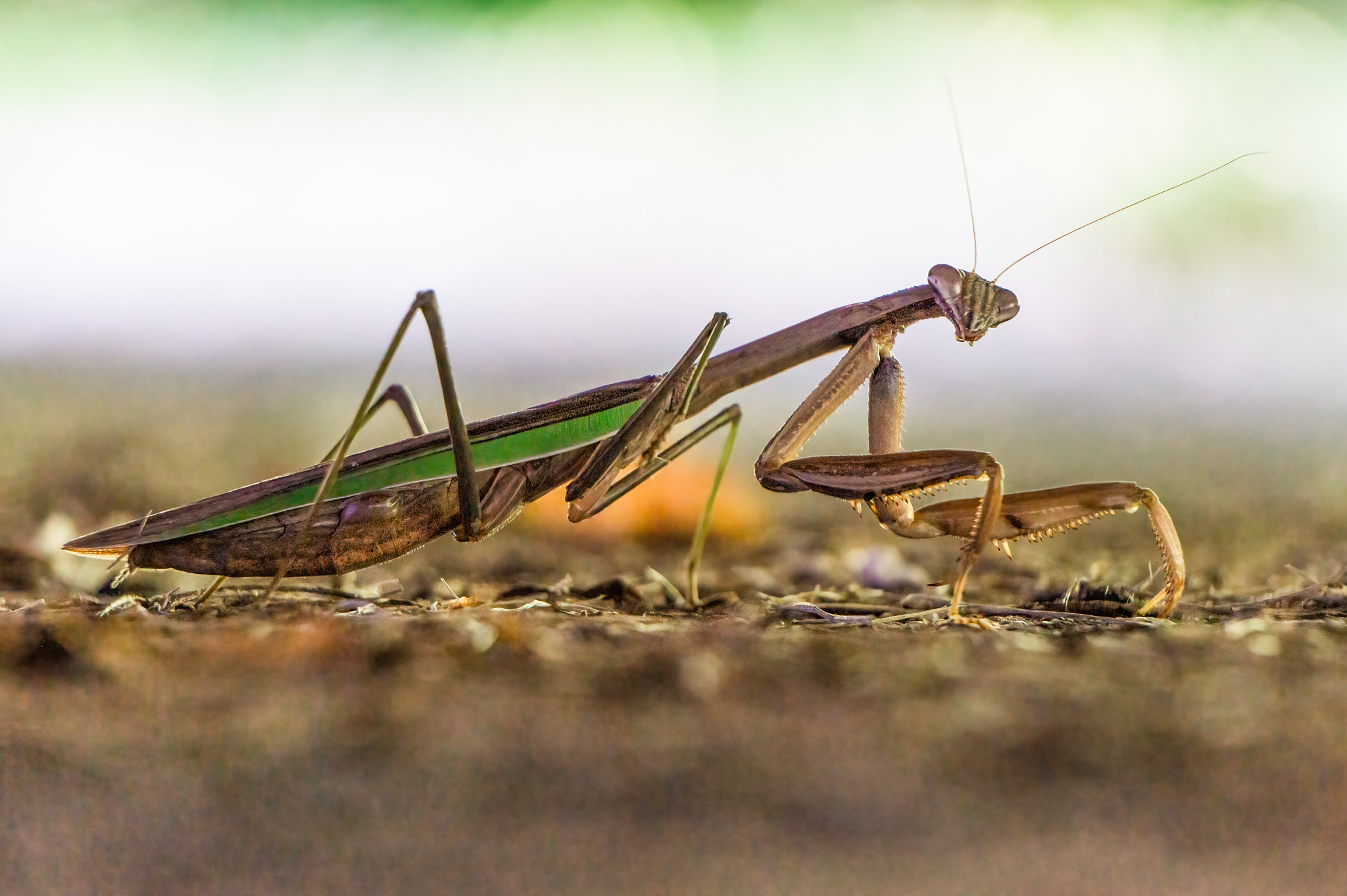 The Mantis