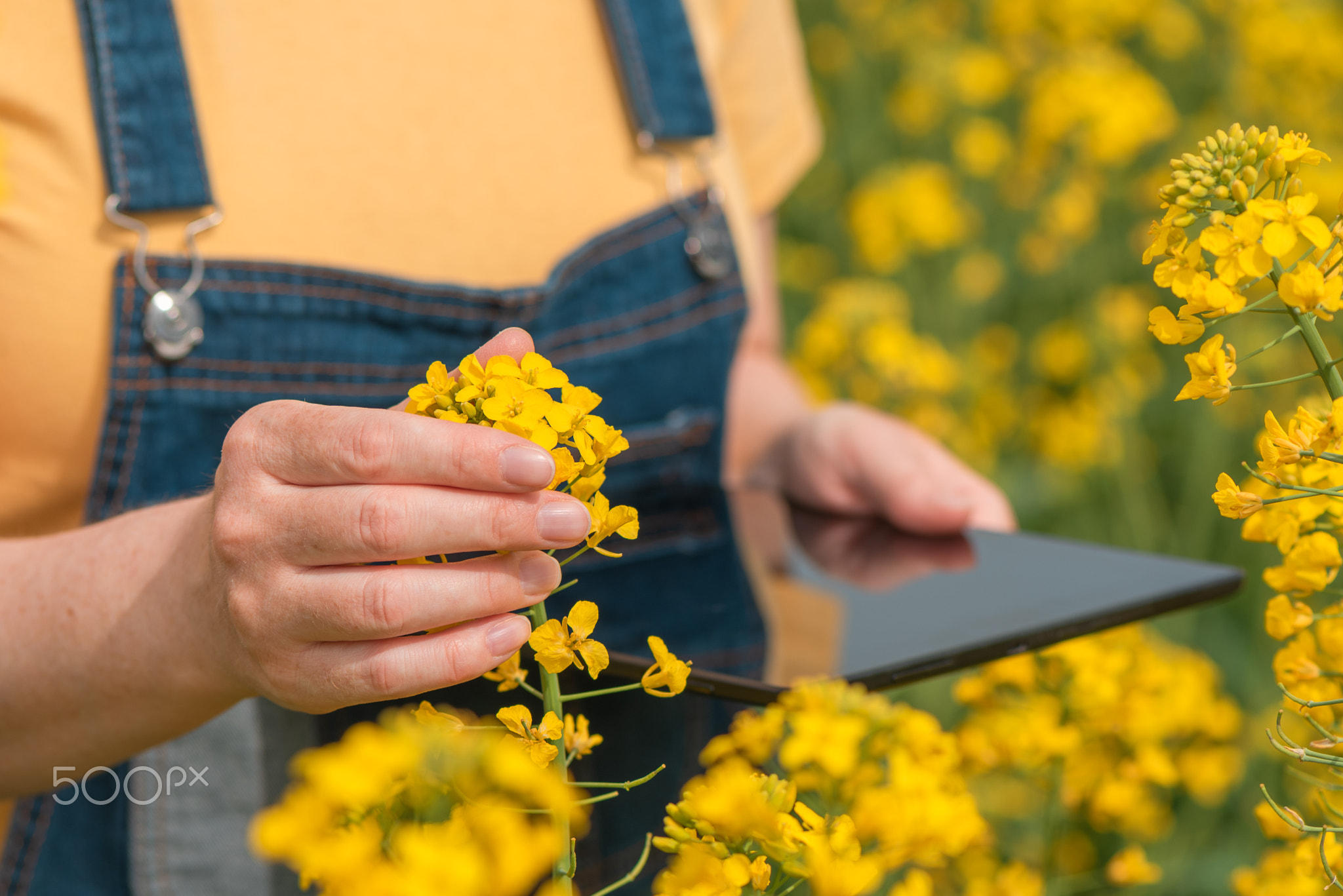 Female farmer agronomist using innovative technology tablet computer