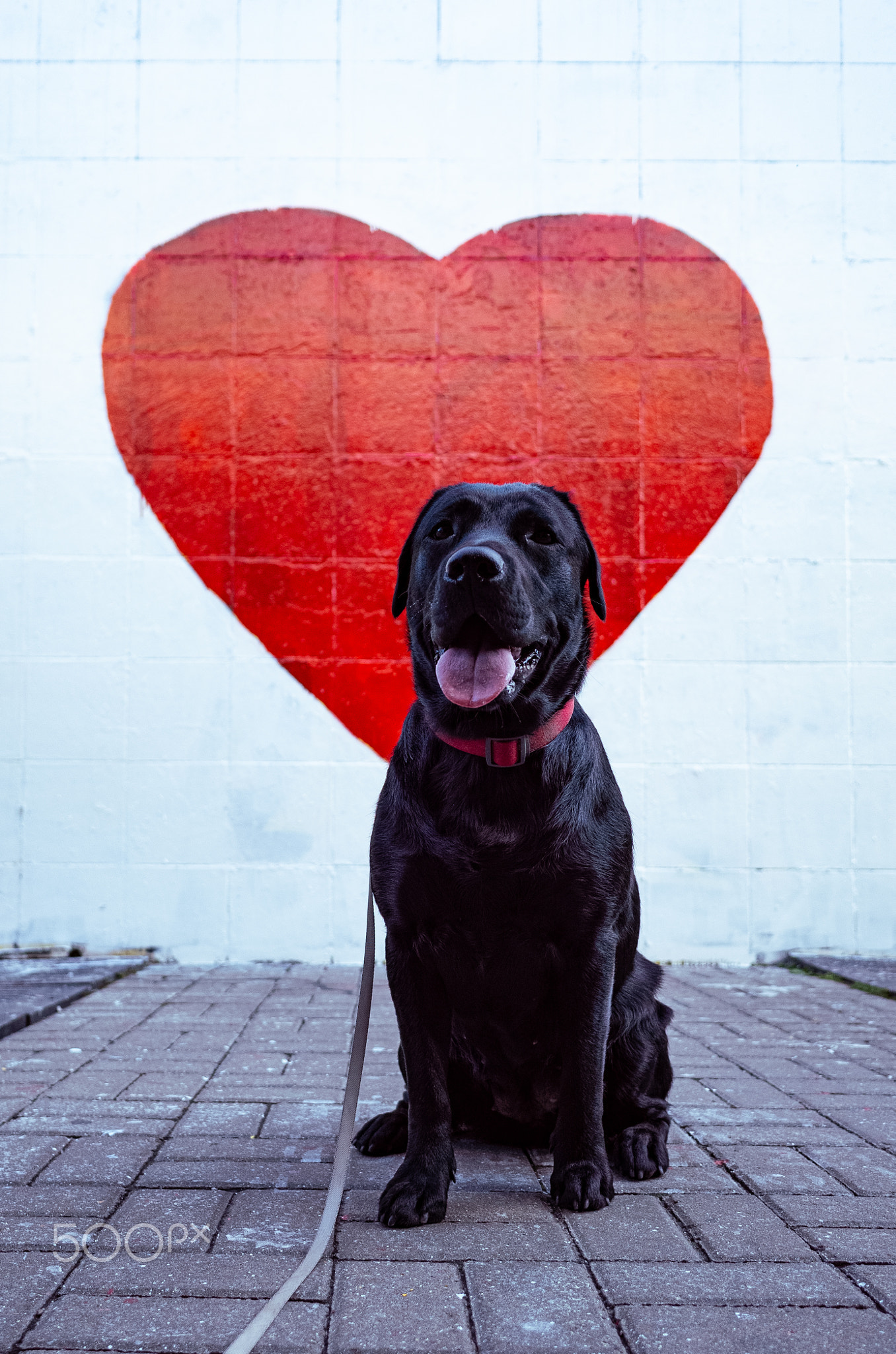 A Labrador dog sits on a tile, and behind it is a large red heart.