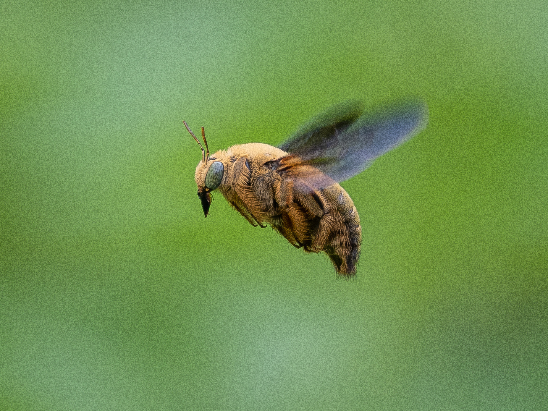 White-cheeked Carpenter Bee