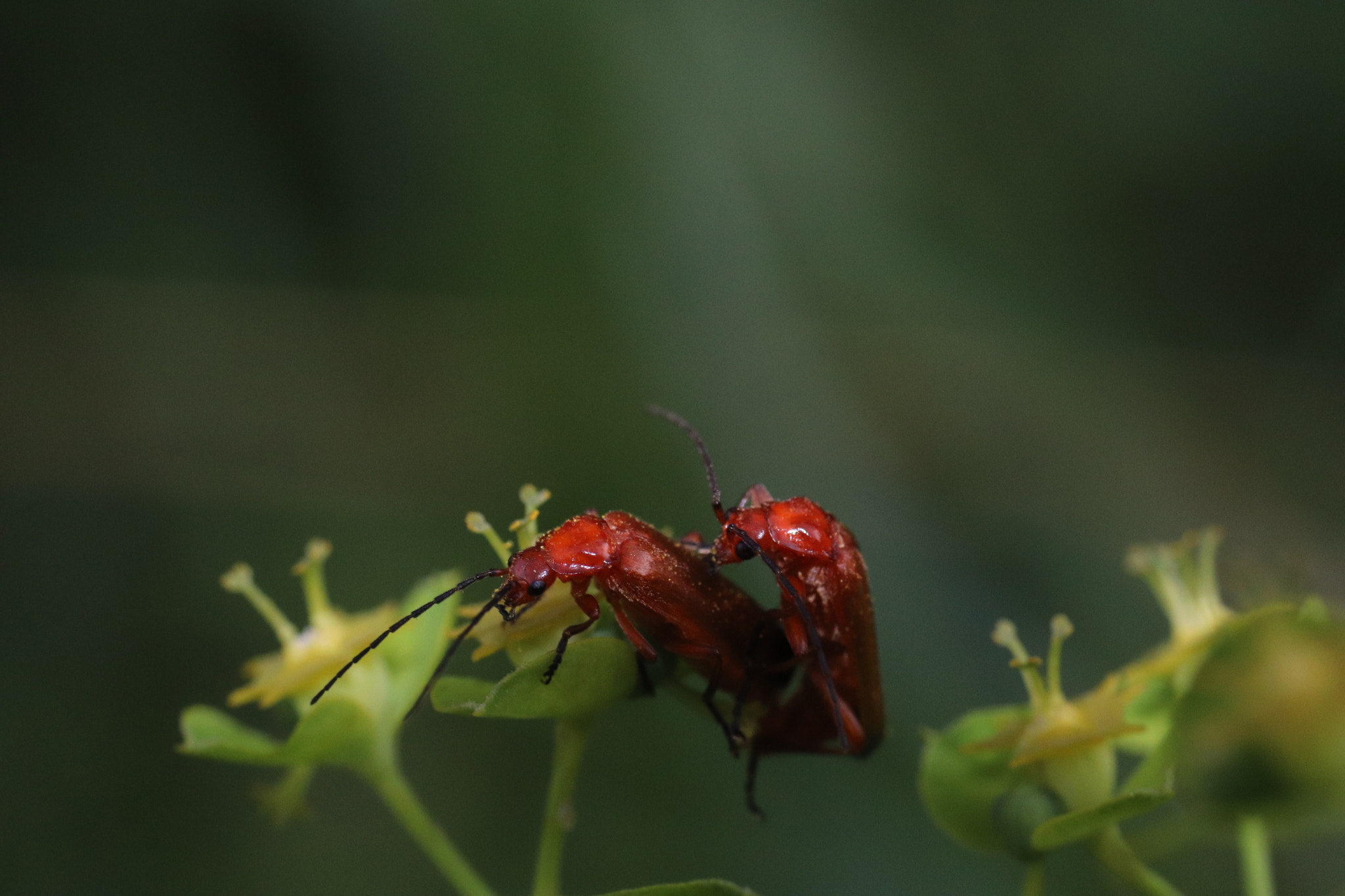 Soldier beetles: on duty