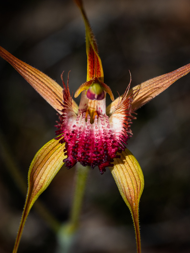 King Spider Orchid by Paul Amyes on 500px.com