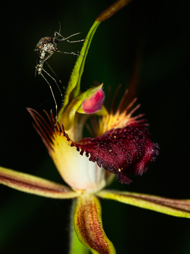 Esperance King Spider Orchid by Paul Amyes on 500px.com