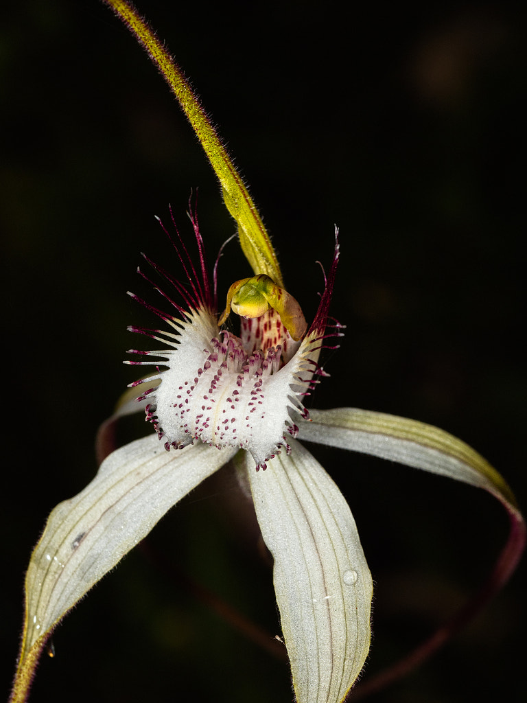 Esperance White Spider Orchid by Paul Amyes on 500px.com