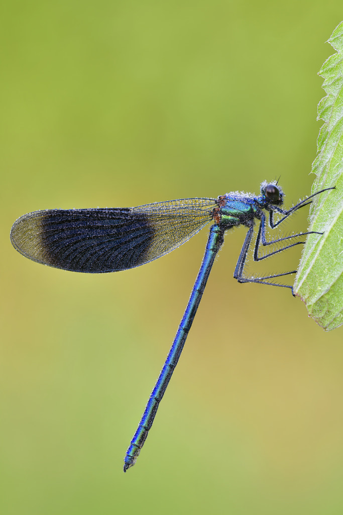 Banded demoiselle - Calopteryx splendens #13 by Sven Damerow on 500px.com