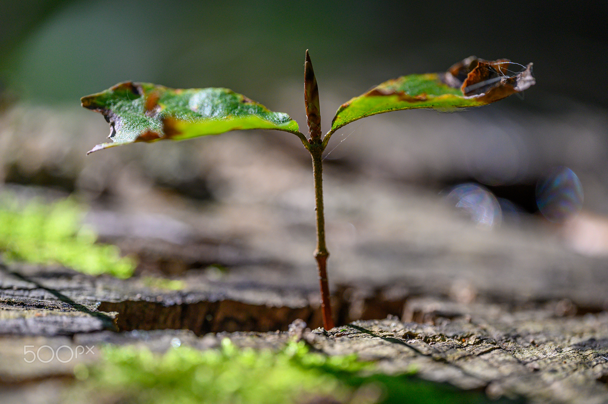 Newborn Beech Tree - Fagus
