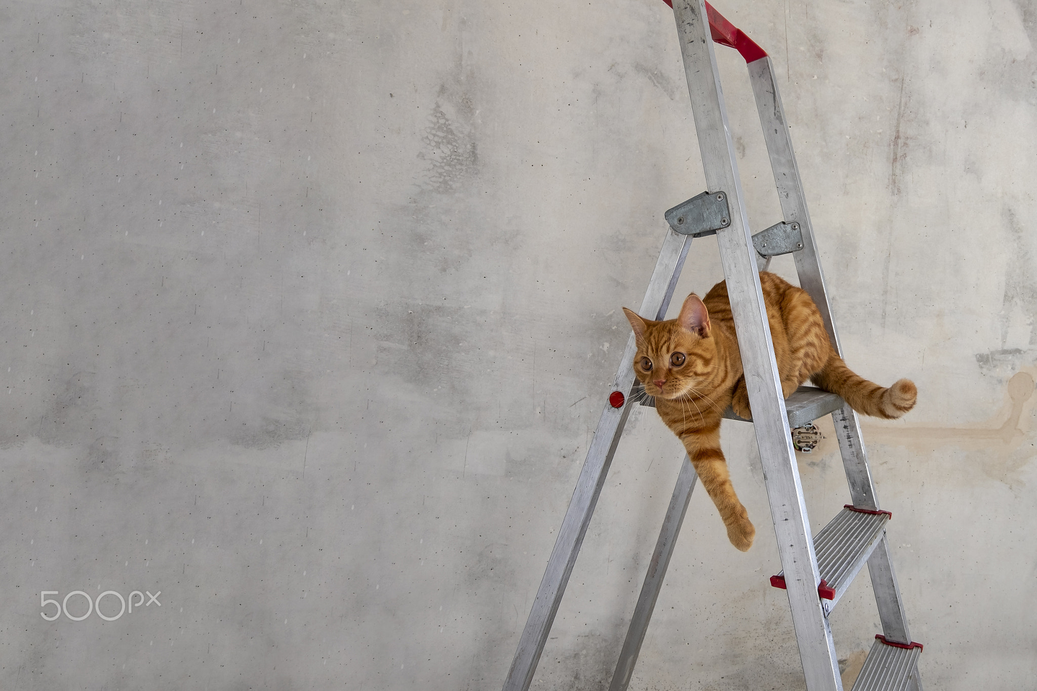 Young red tabby cat sits on top step of stepladder