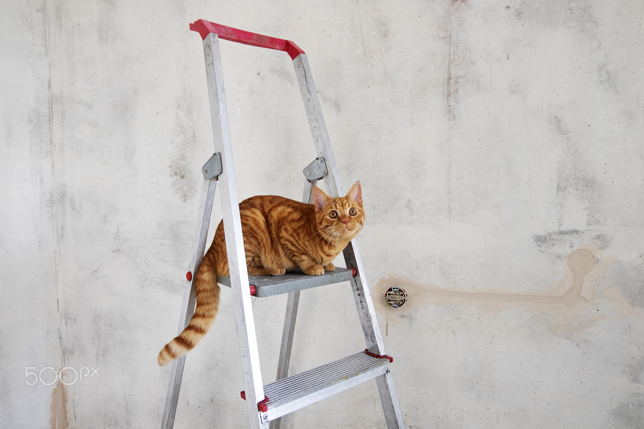 Young red tabby cat sits on top step of stepladder