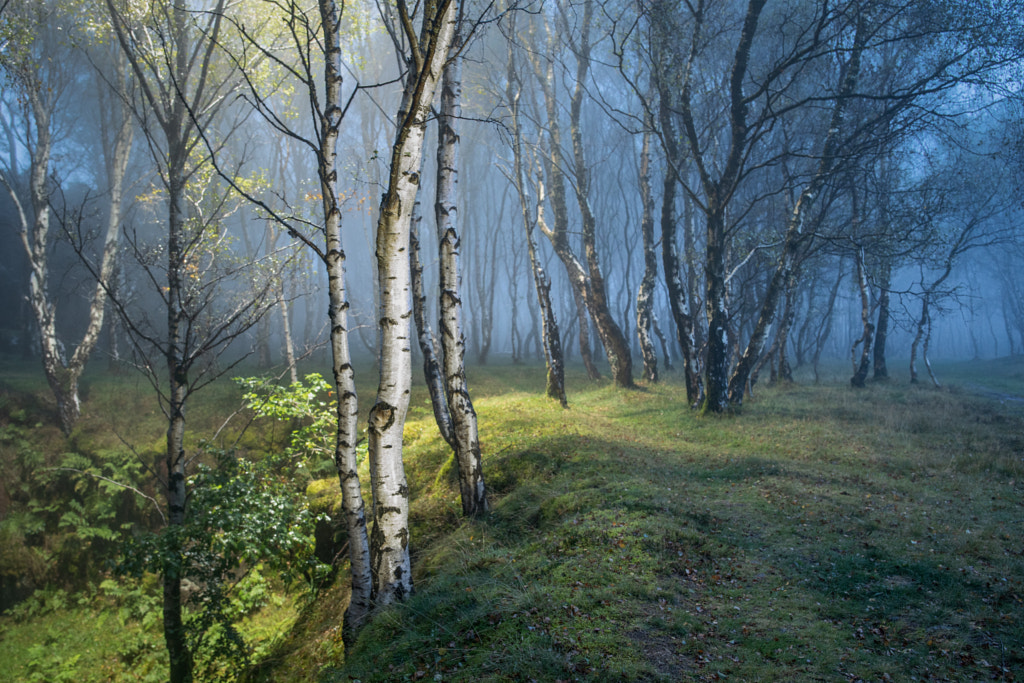 Birchwood blues by James Mills on 500px.com