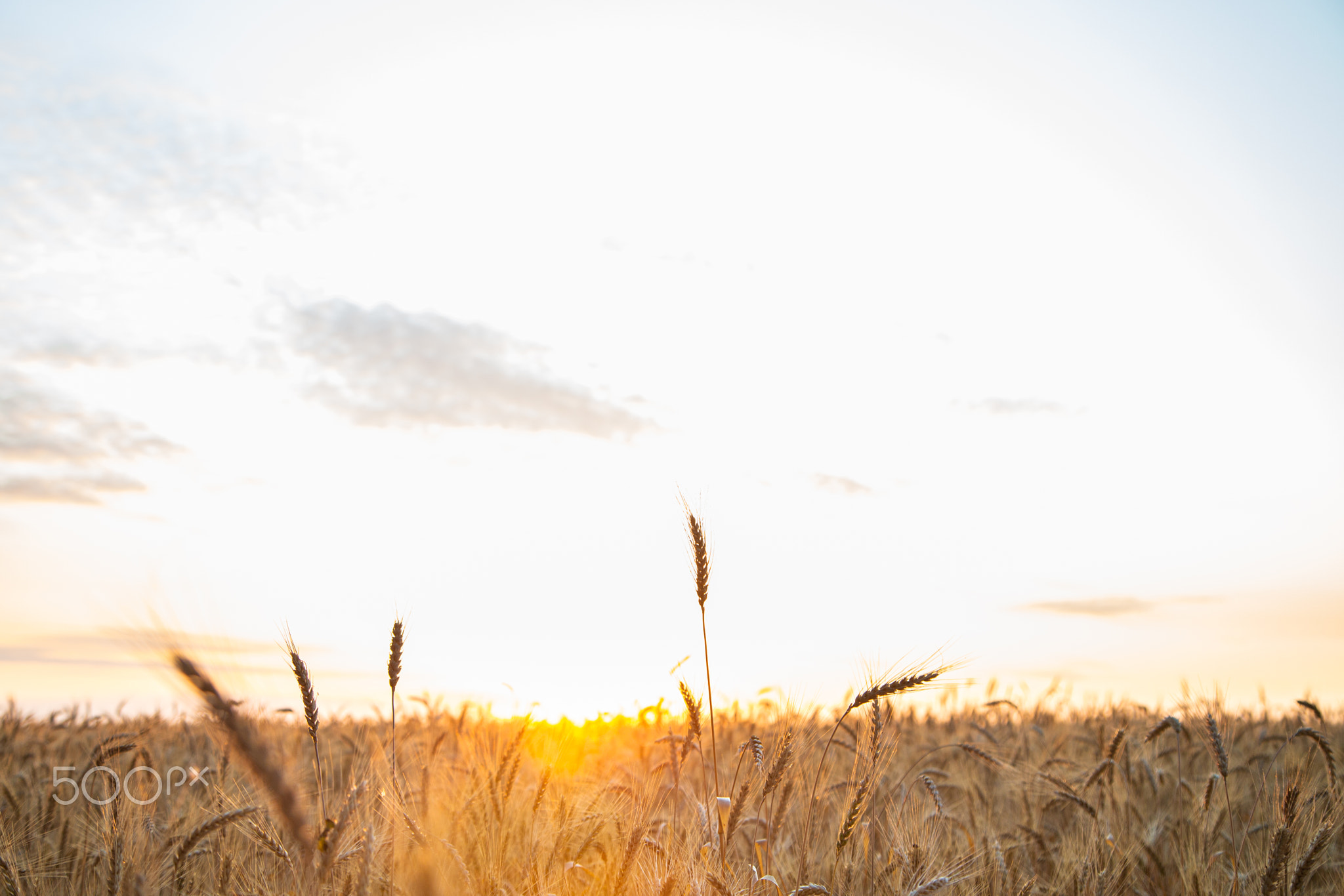 Sunset on the field with young rye or wheat in the summer