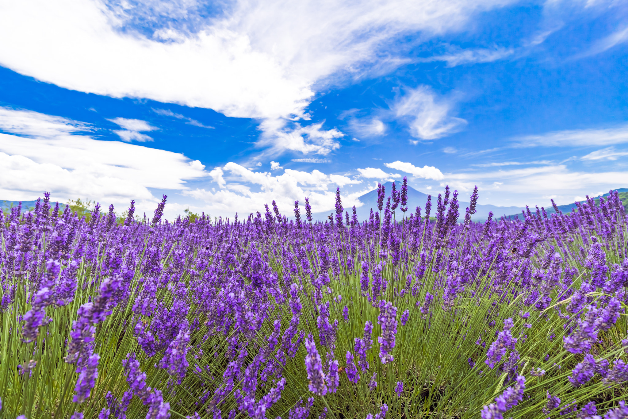 Park on Lake Kawaguchiko with Mt. Fuji views, fields of lavender