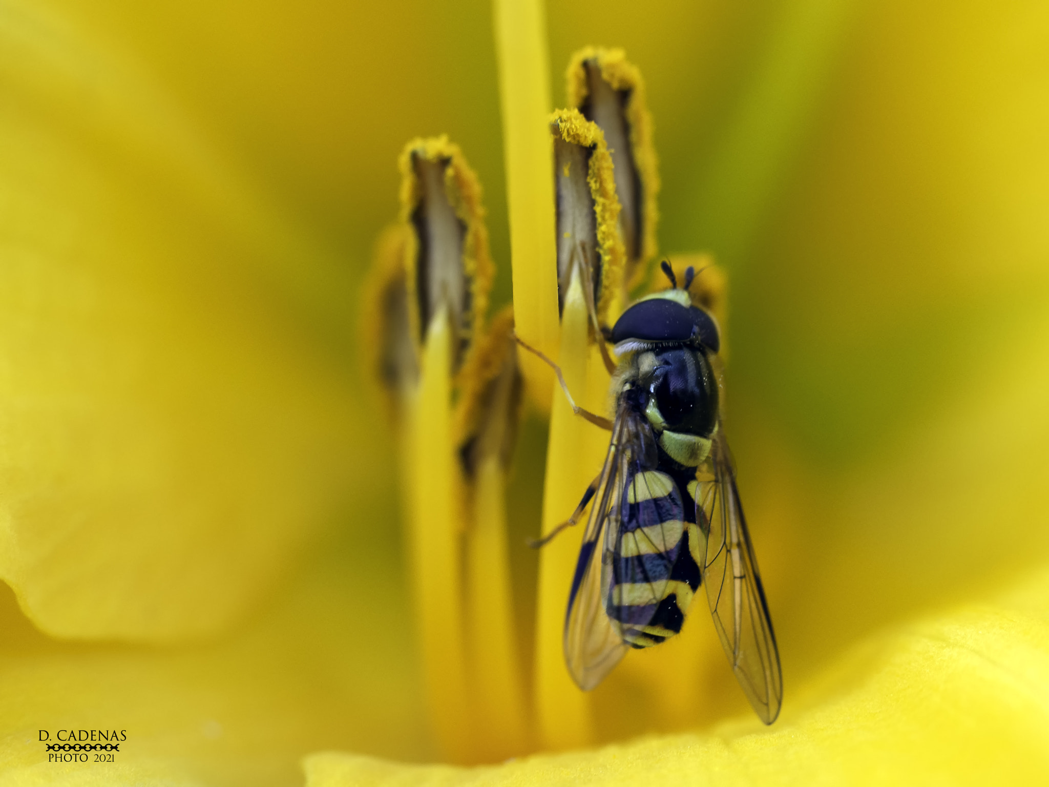 Dasysyrphus albostriatus