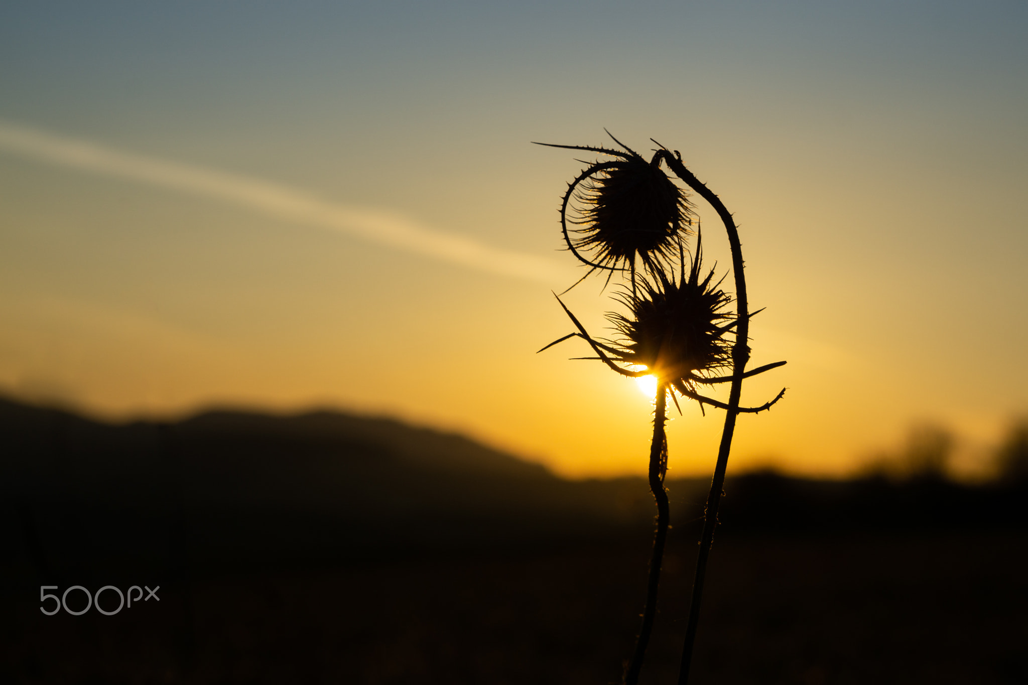 Two thistles during sunset like lovers in a hug