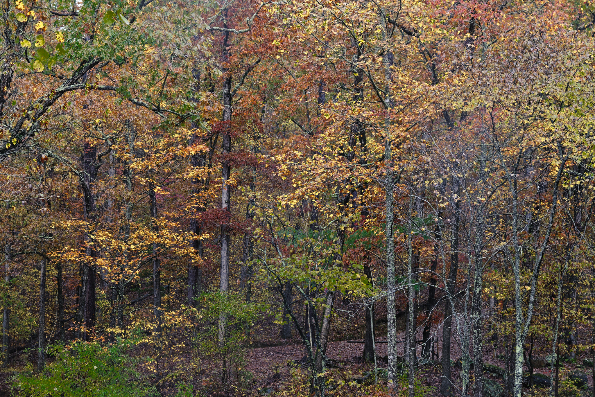 Autumn Colors in Ouachita National Forest