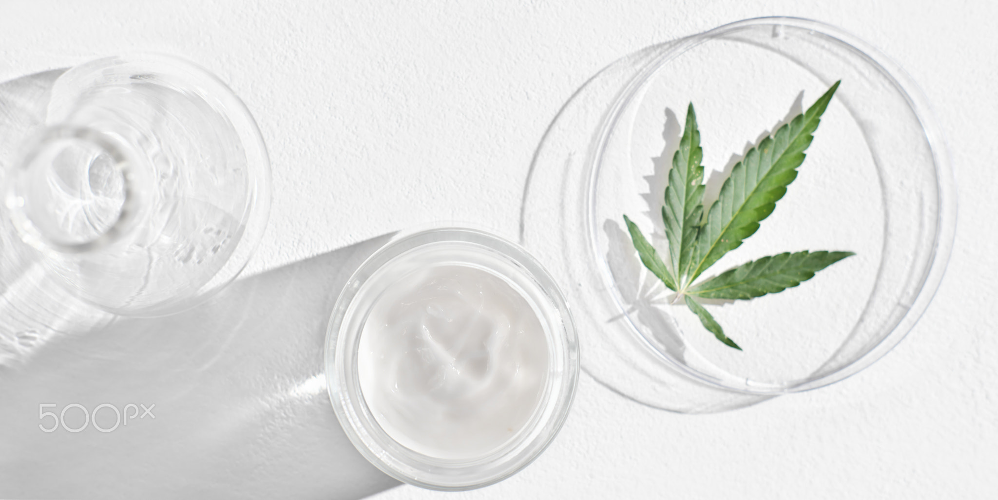 CBD cream in glass jar and hemp leaves on petri dish on white table