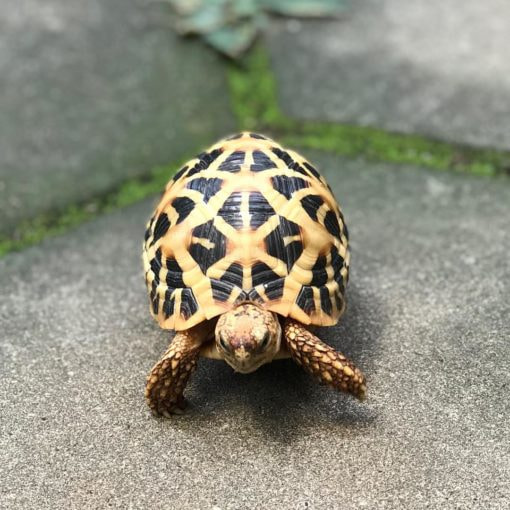 Star tortoise for sale | tortoiseshome.com