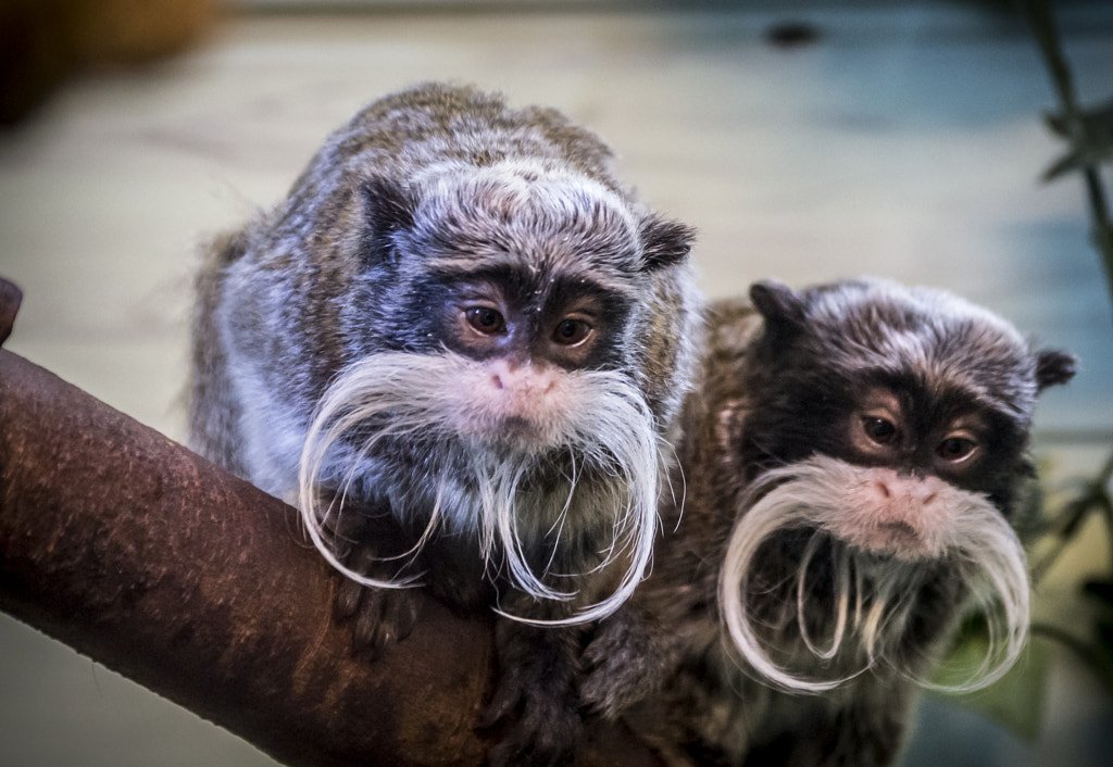 Emperor Tamarin by Dave Jennings on 500px.com