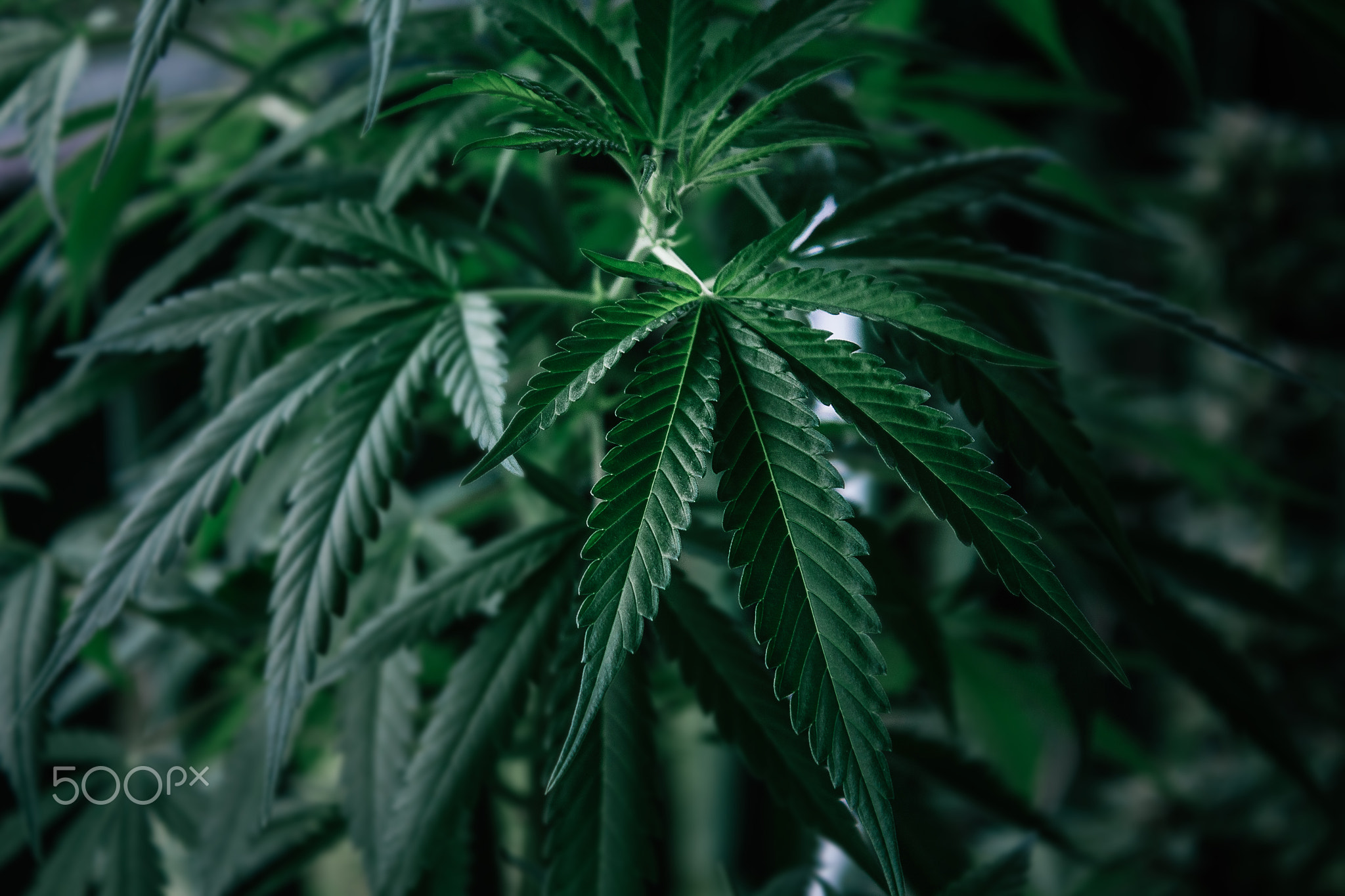 Cannabis plant close up. Dark green leafs.