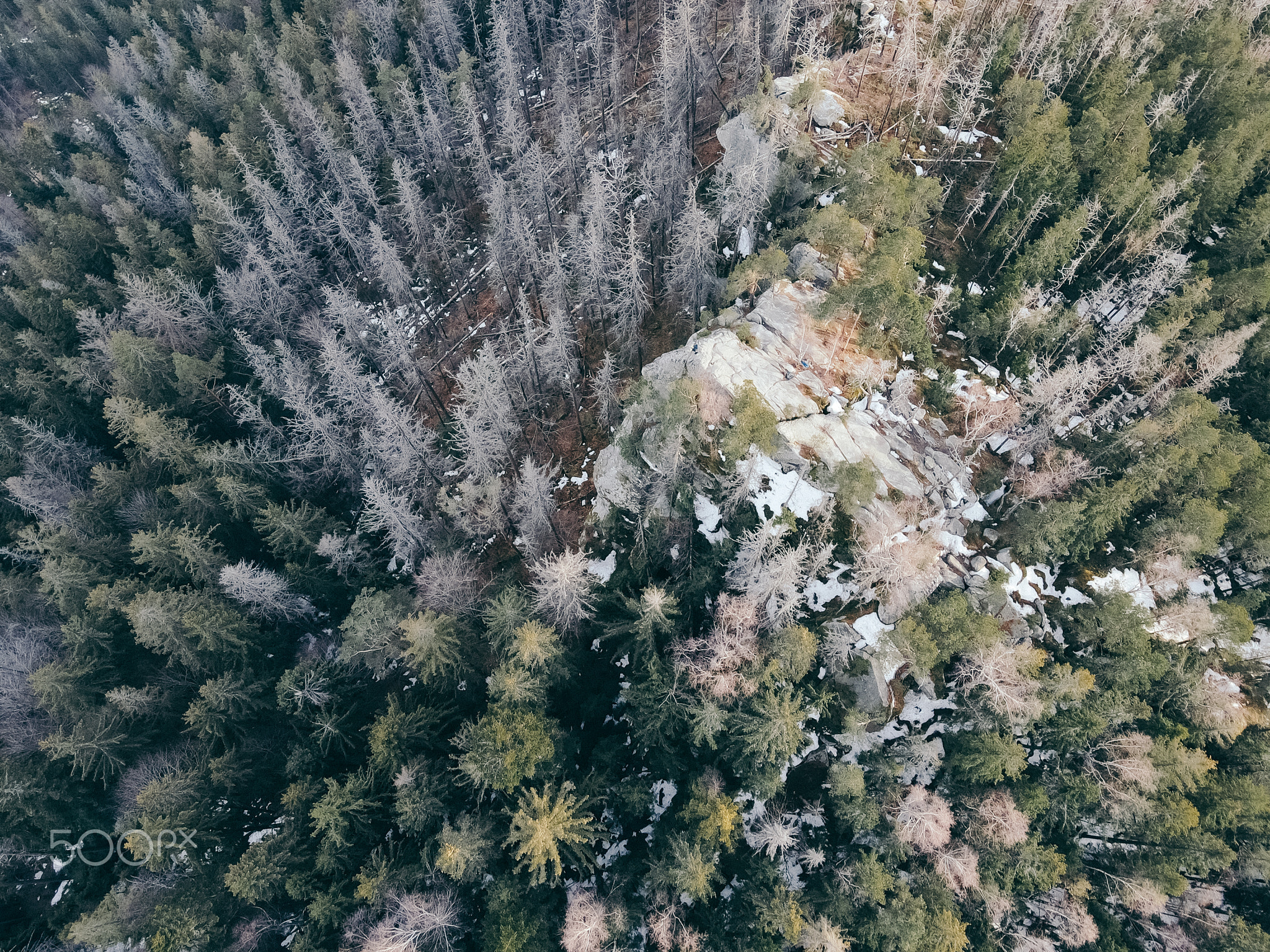 A close up of a plant a mountain