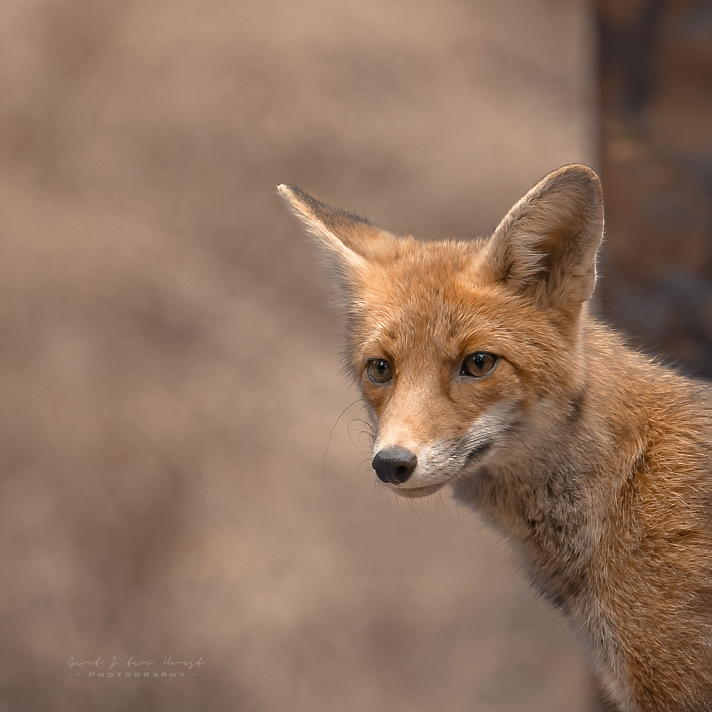 Portrait of a red fox by Gert J ter Horst on 500px.com